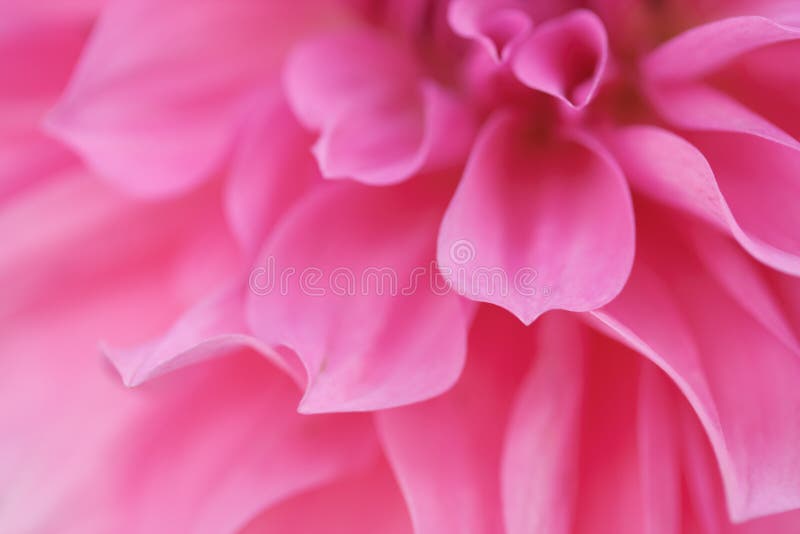 Pink flower. Macro shot of pink flower petals Pink flower. Macro shot of pink flower petals
