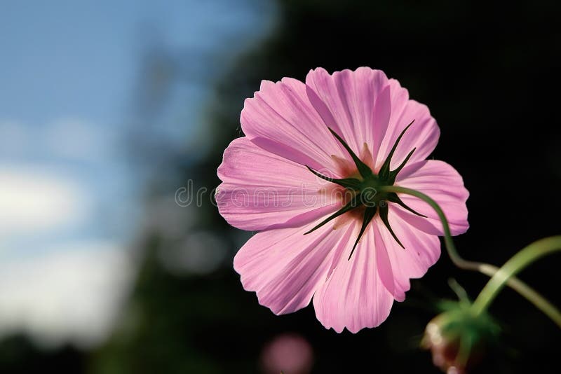 Purple Flower in the Forest Stock Image - Image of green, purple: 4952623