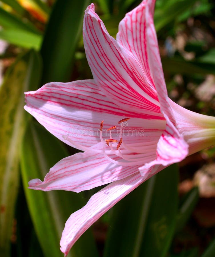 Pink flower 51