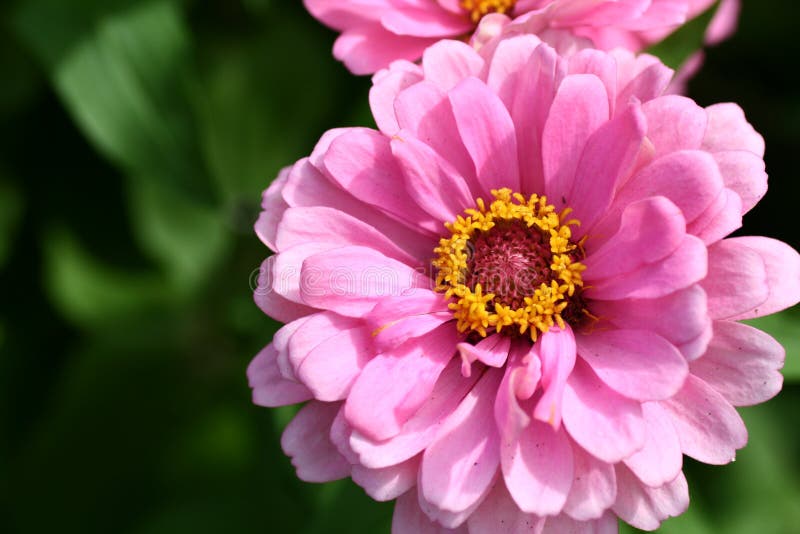 Pink flower