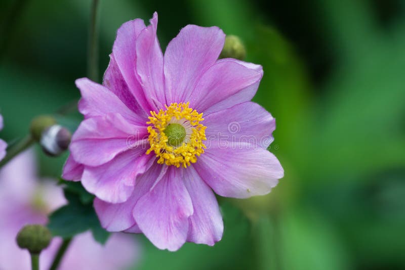 Pink flower anemone stock image. Image of flowerbed, nature 92362437