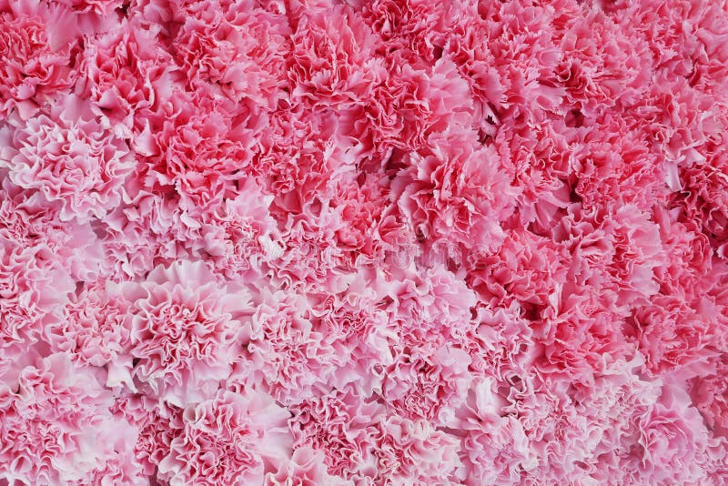 Pink flower background, two tones of pink carnation flowers texture nature backdrop for Valentineâ€™s day and wedding ceremony.