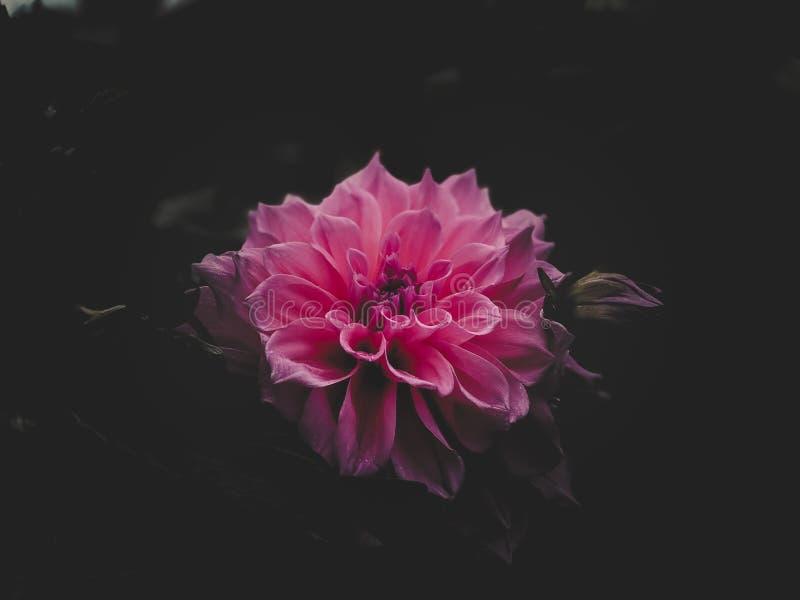 Pink Flower with Black Background Stock Photo - Image of natural, blooming:  175091214
