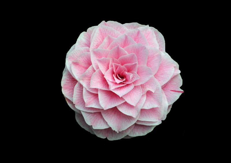 Pink Flower on Black Background Stock Photo - Image of jewelry, rose