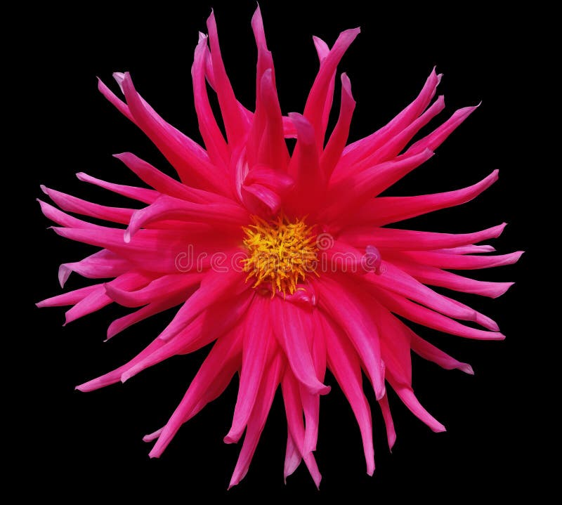 Pink Flower On A Black Background Isolated With Clipping Path. Closeup