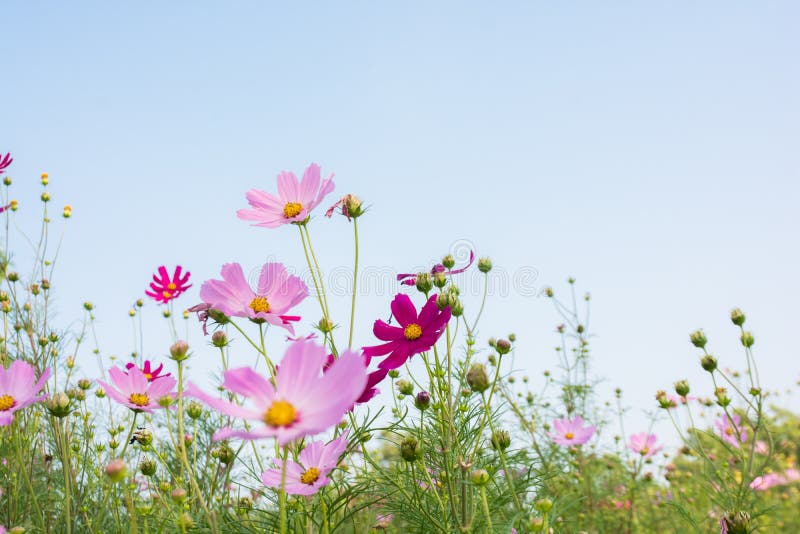 Pink flower