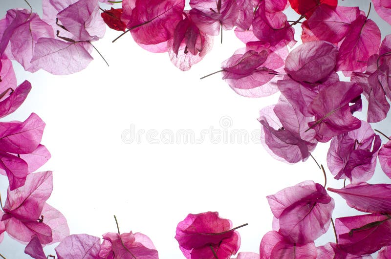 Pink Flower Border Stock Image - Image: 21903371
