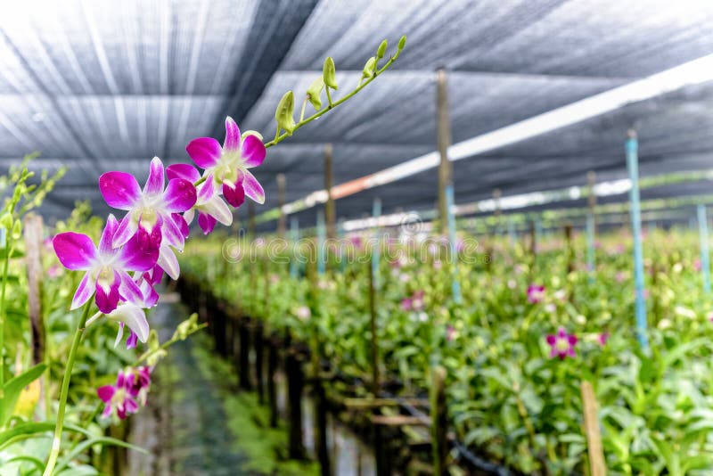 Dendrobium orchid farm