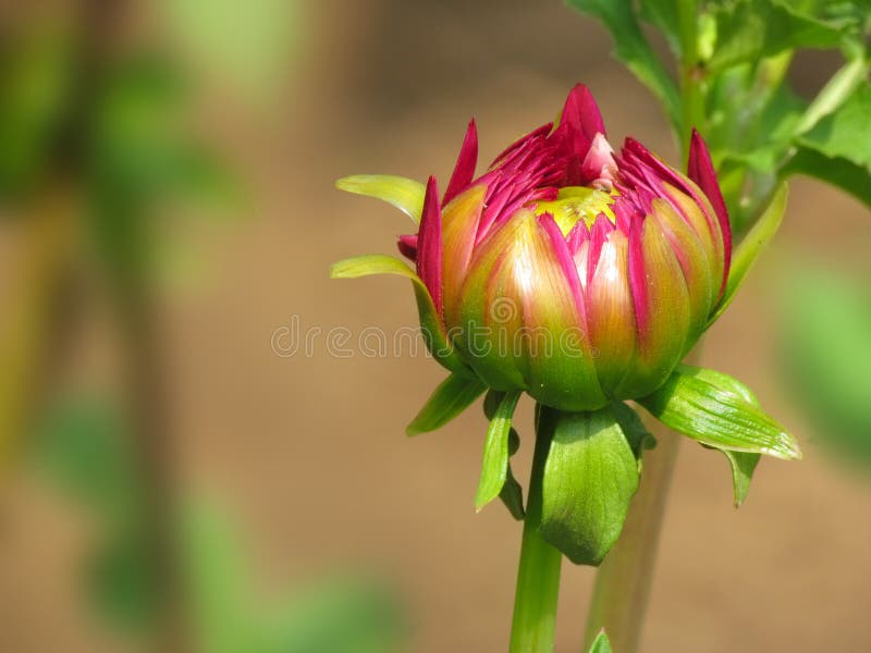 Dalia fiore in erba, le piante bocciolo di primo piano contro uno sfocato di sfondo verde.