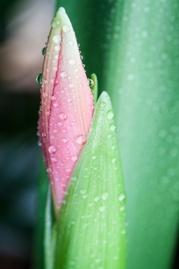 Pink flower bud and water drops.