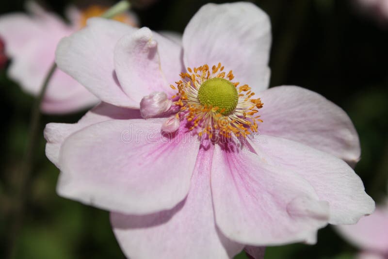 Pink Flower Called Garden Cosmos during Daytime Stock Image Image of