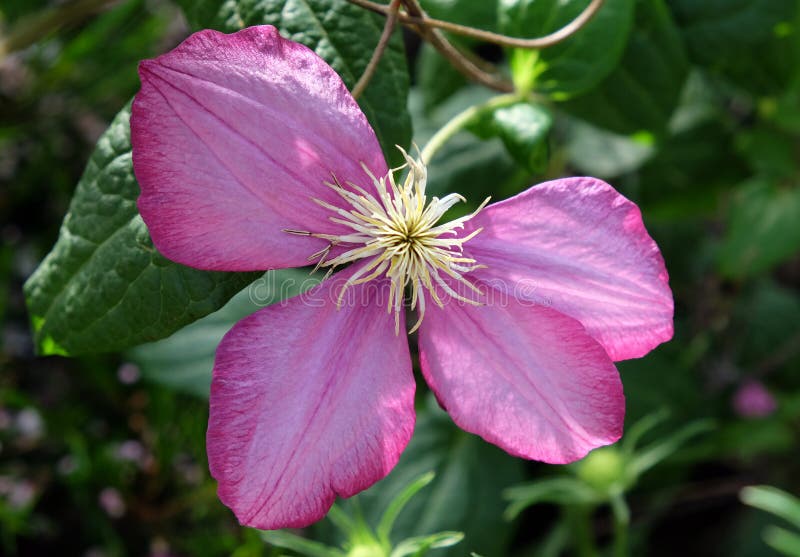 Pink flower Clematis stock image. Image of garden, bloom 70340841