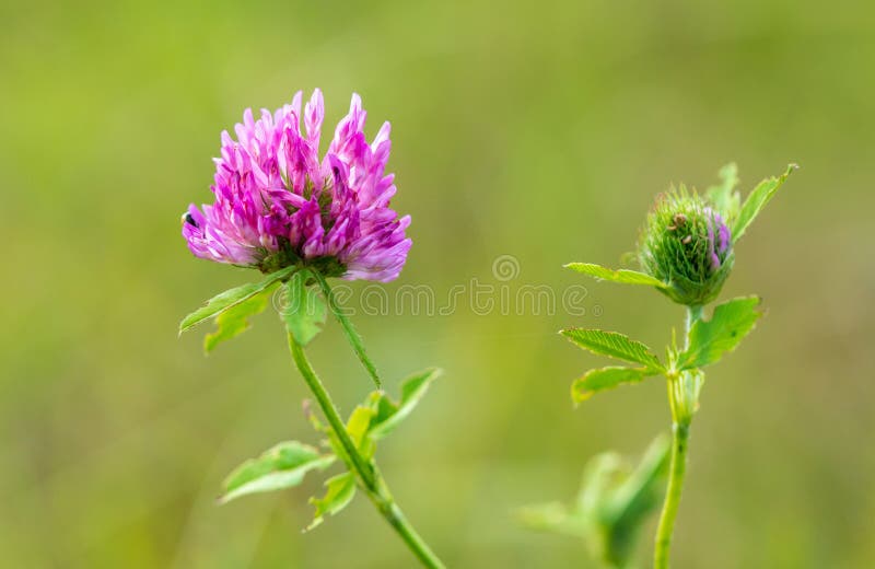 Pink Flower on Clover on the Nature Stock Photo Image of beautiful