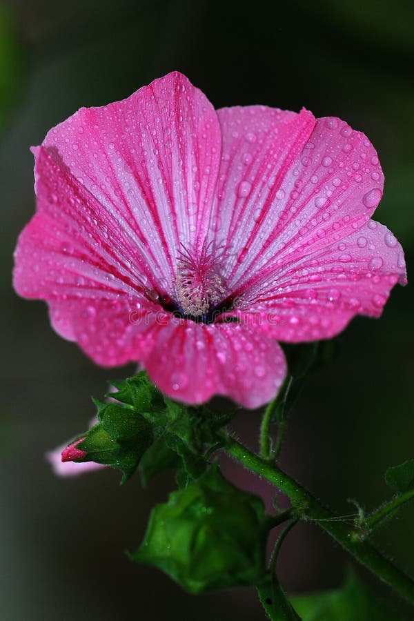 Pink Flower on Dark Green Background Stock Photo Image of floral