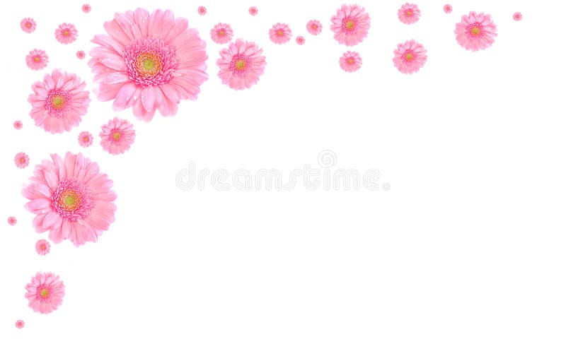 Pink flower frame on white background