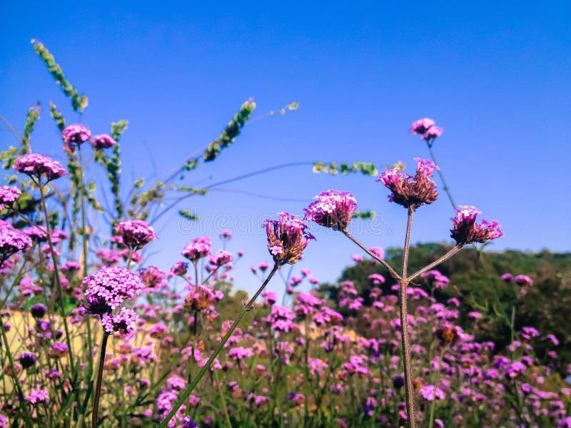 Pink Flower In The Garden At Chiang Mai Stock Image - Image of bloom