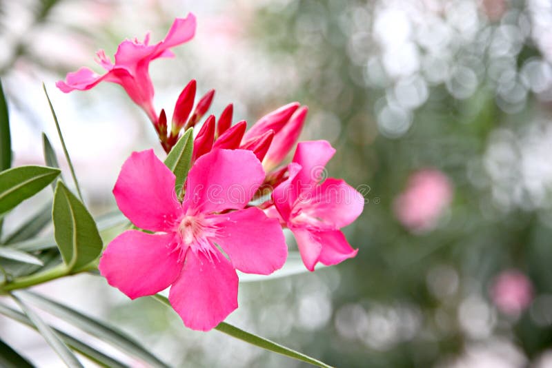 Pink flower in the garden.