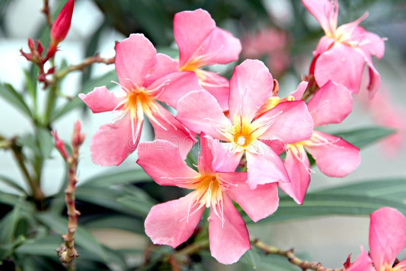 Pink flower in the garden.