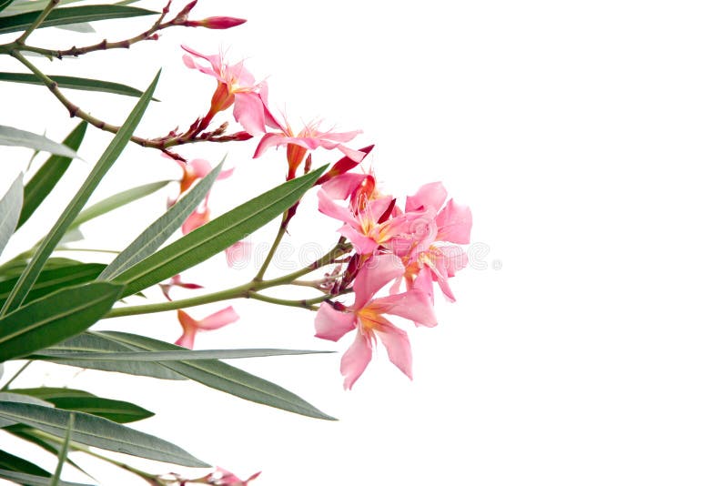 Pink flower in the garden on white background.