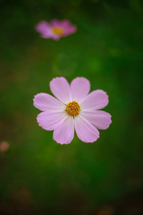 Pink Flower on a Green Background Stock Photo Image of celebration, closeup 138892090