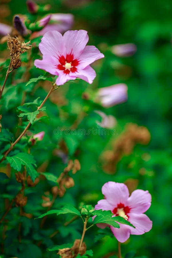 Pink Flower on a Green Background Use for Background Stock Photo Image of bloom, botany 180015288