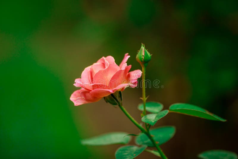 Pink Flower on a Green Background Use for Background Stock Photo Image of branch, leaf 180015524