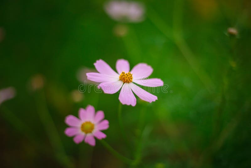 Pink Flower on a Green Background Stock Image Image of collection, branch 138892119
