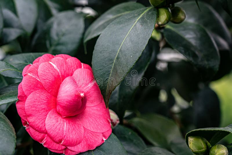 Pink flower and green leaves all around stock photography