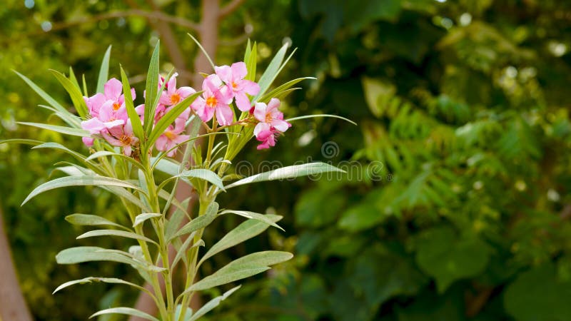 Pink Flower Green Leaves Background Wallpaper Stock Photo - Image of