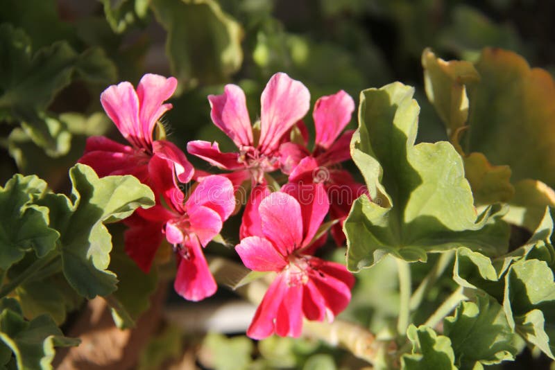 Pink flower with green leaves and beautiful background royalty free stock photo Pink flower with green leaves and beautiful background royalty free stock photo