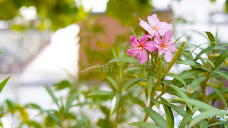 Pink Flower Green Leaves with Blur Background Wallpaper Stock Image