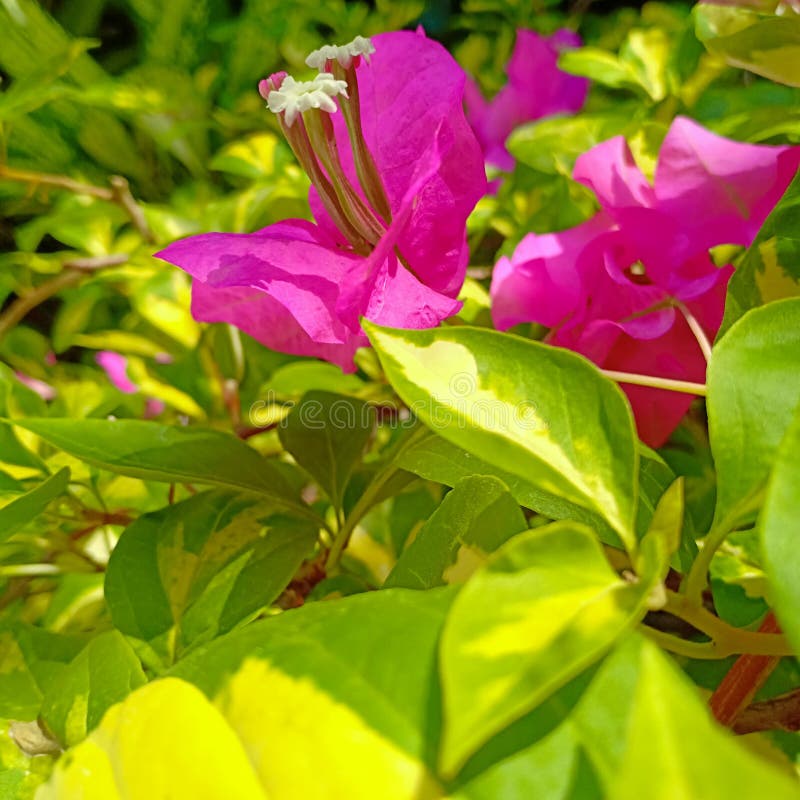 All 30+ Pictures plant with pink flowers and green leaves Full HD, 2k, 4k All 30+ Pictures plant with pink flowers and green leaves Full HD, 2k, 4k