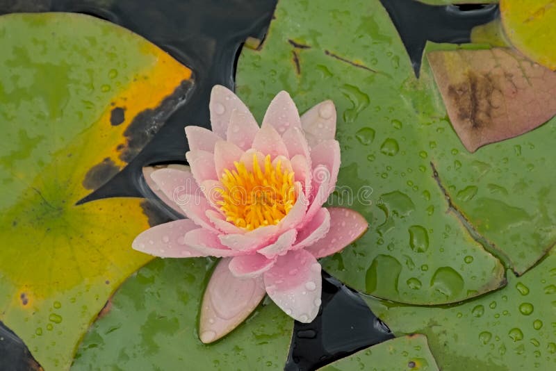 Pink water-lily in the pond