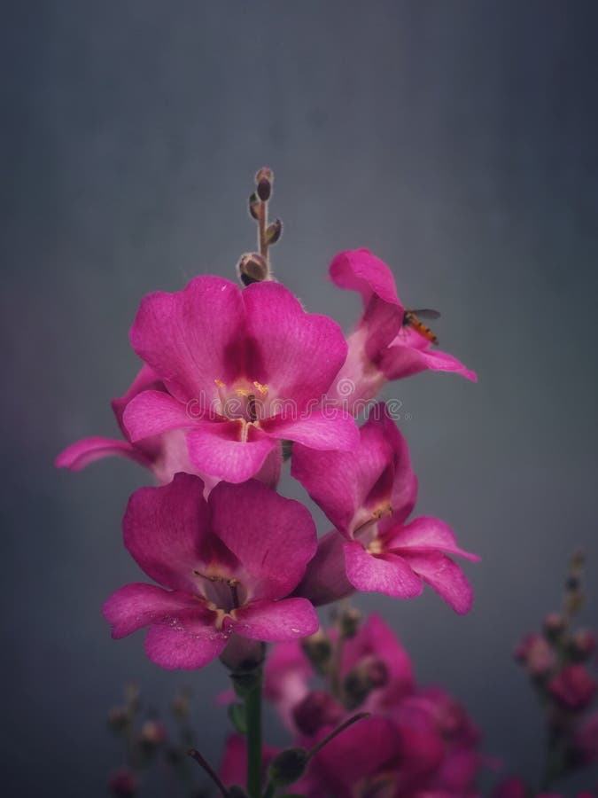 Pink Flower on Grey Background Stock Image Image of closeup, blossom