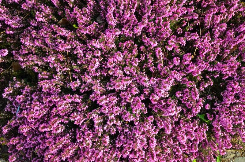 Pink flower of heather or Calluna vulgaris royalty free stock photos Pink flower of heather or Calluna vulgaris royalty free stock photos