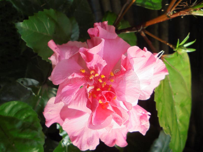 The Pink or Flower Hibiscus is Called Hibiscus Rosasinensis or Also