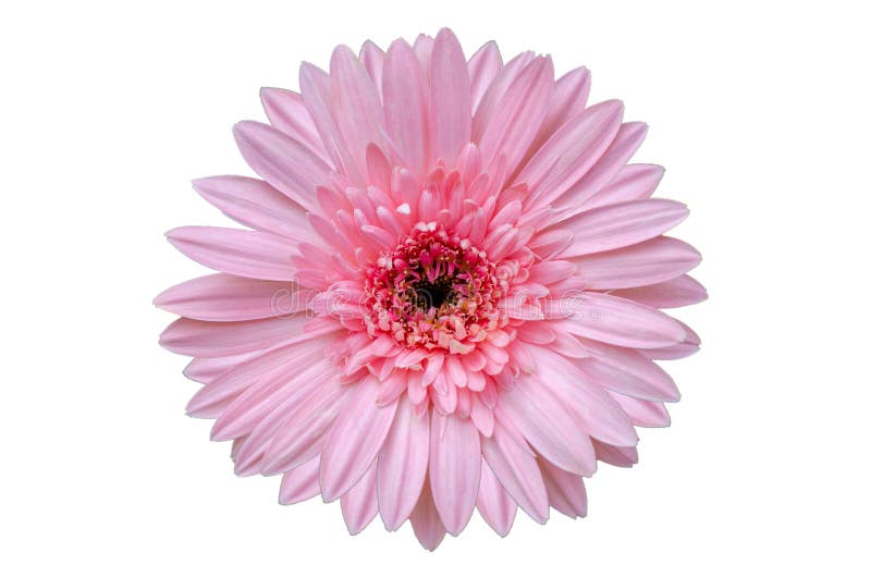 2 104 587 Pink Flower Photos Free Royalty Free Stock Photos From Dreamstime