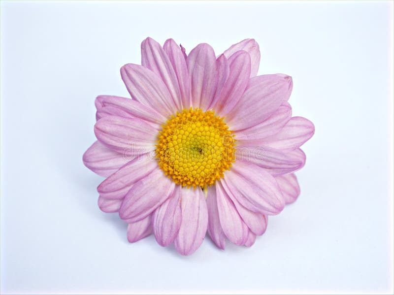 Pink flower isolated Marguerite daisy ,Argyranthemum frutescens on white background ,macro image ,pink petals