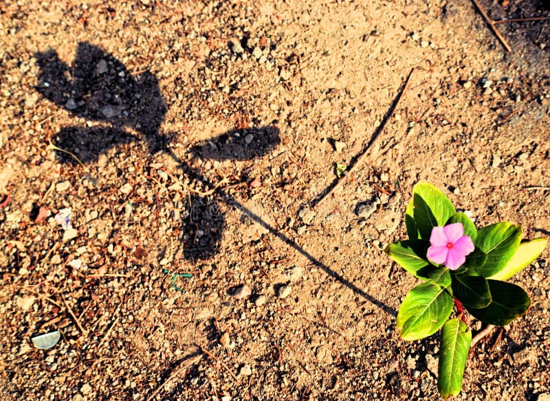 Pink Flower, Leaves and Plant of Periwinkle - Vinca - on Soil with Long Shadow - Retro and Past - Nostalgia - Catharanthus Roseus