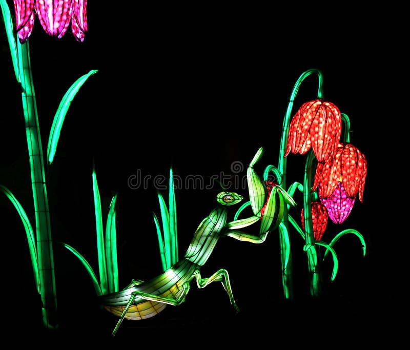 Pink Flower Lights with Grasshopper stock image