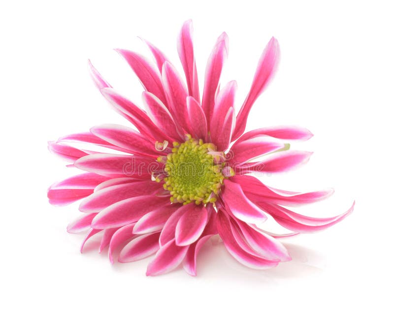 Pink Flower with Long Thin Petals & a Yellow Center. Stock Image