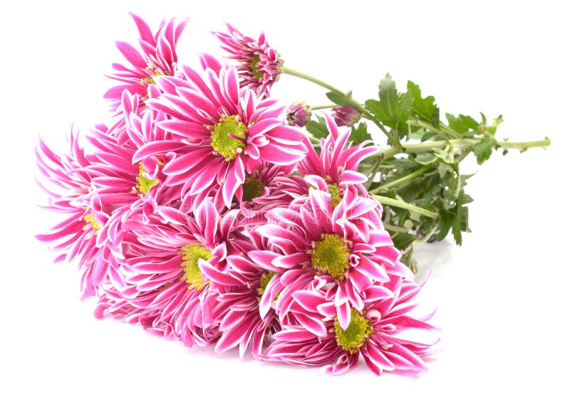 Pink Flower with Long Thin Petals & a Yellow Center. Stock Photo