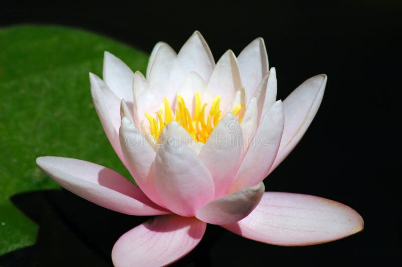 Pink flower of a lotus