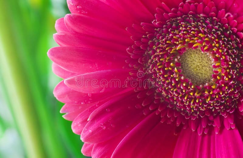 Pink flower macro royalty free stock photos Pink flower macro royalty free stock photos