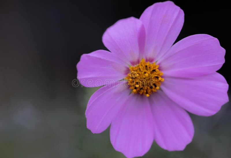 Pink Flower Macro with a Yellow Middle Stock Photo - Image of nature ...