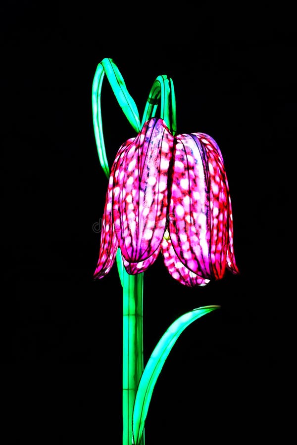 Pink Flower Lights stock photos