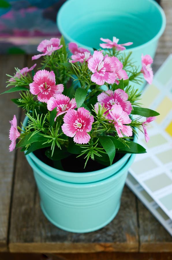 Pink Flower in Minty Flower Pot on Wooden Table Stock Photo Image of
