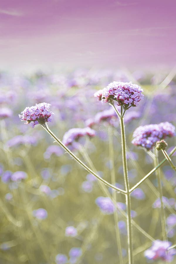 Pink Flower in the Morning with No People. Nature Background and Empty Copy  Space Stock Image - Image of people, bloom: 201679755