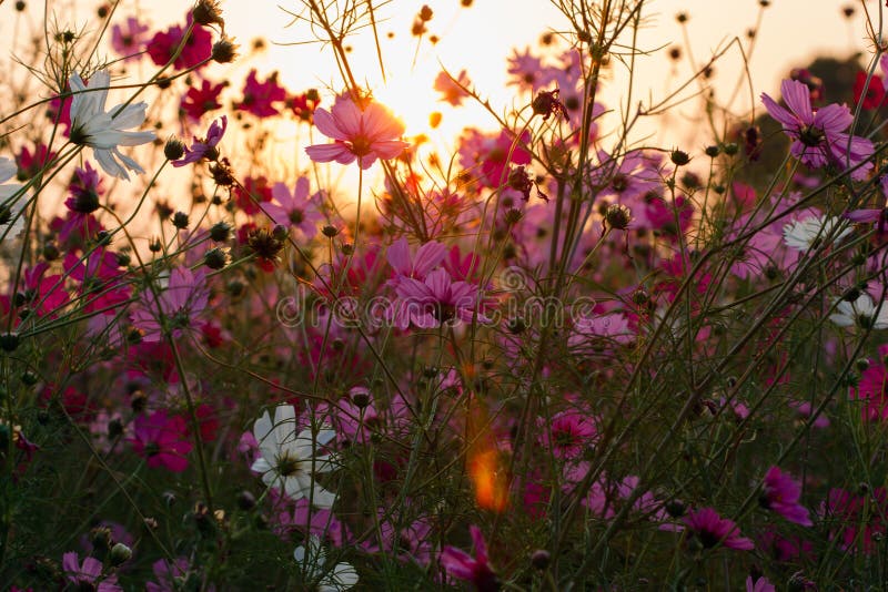 Pink Flower in the Morning Sun Stock Image Image of pretty, pink