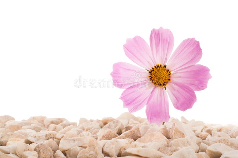 Pink Flower in Nature. it Grows on Rocks in the Rock Stock Image